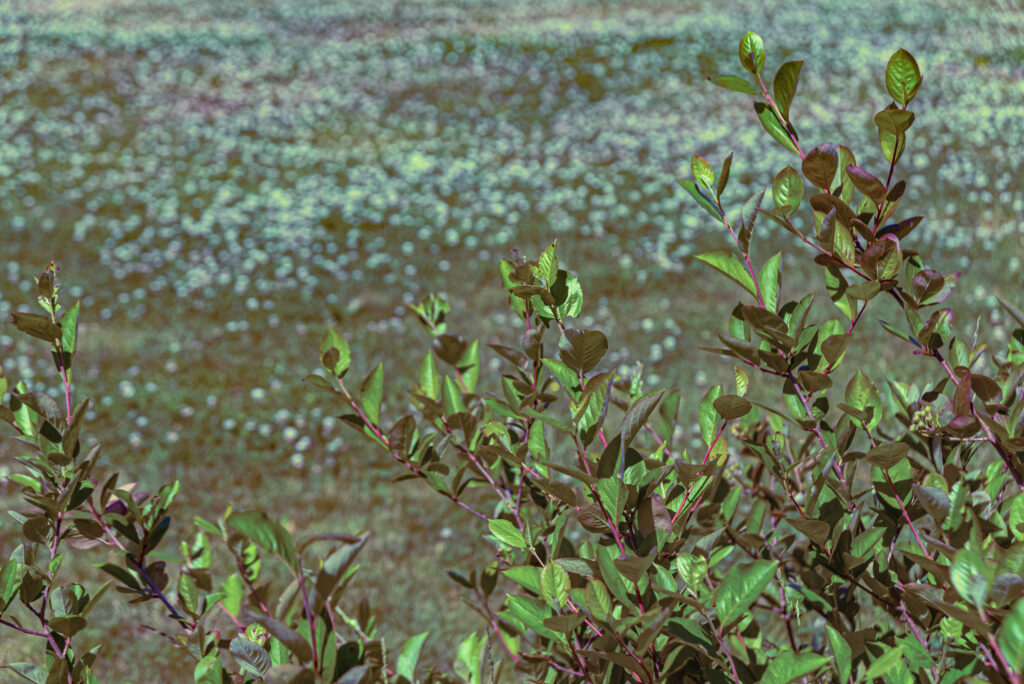 olden norway june 28 2023 grass flowers
