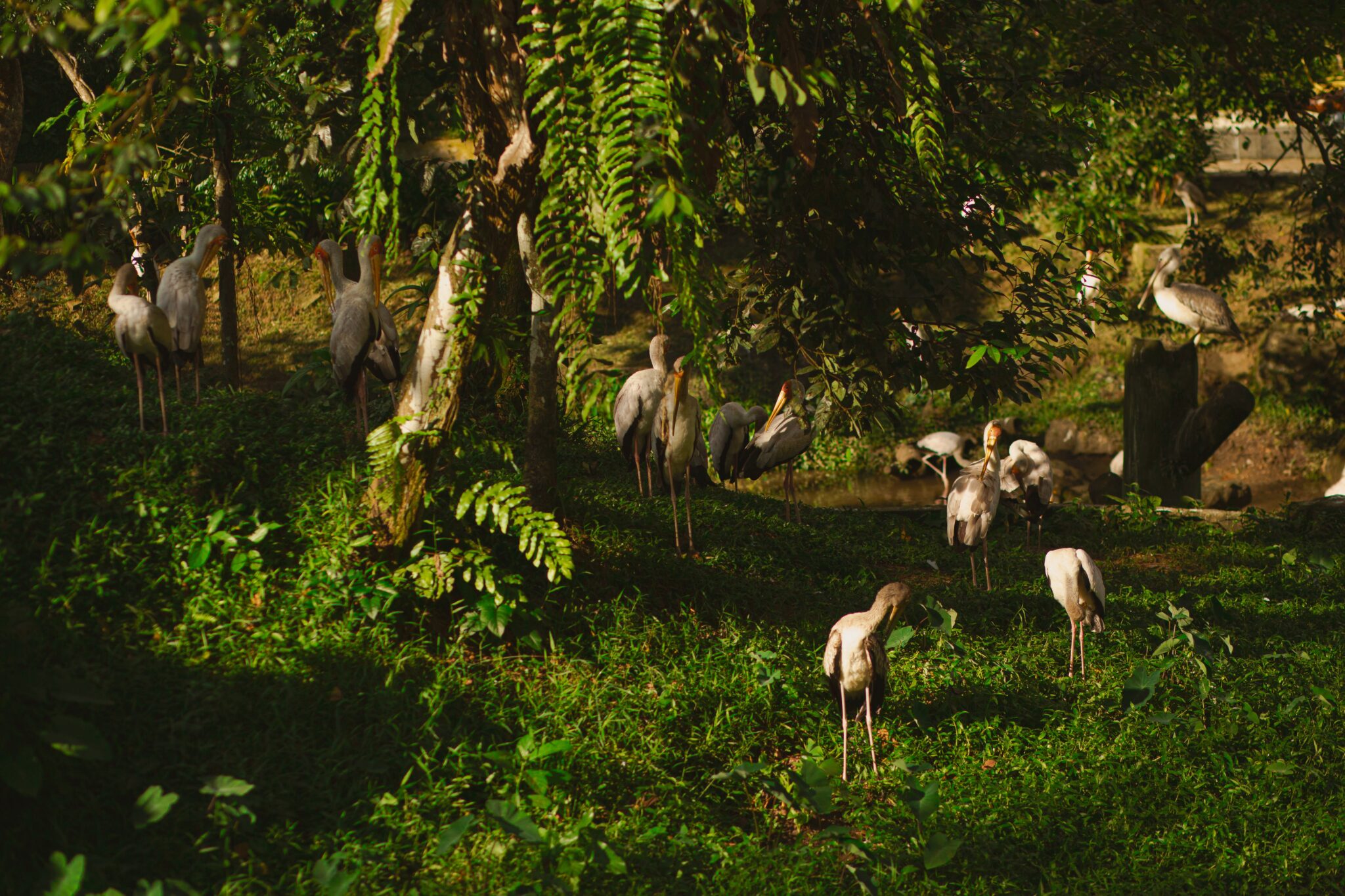 काजीरंगा राष्ट्रीय उद्यान 4 A landscape of a forest covered in greenery with pelicans standing on the ground under sunlight