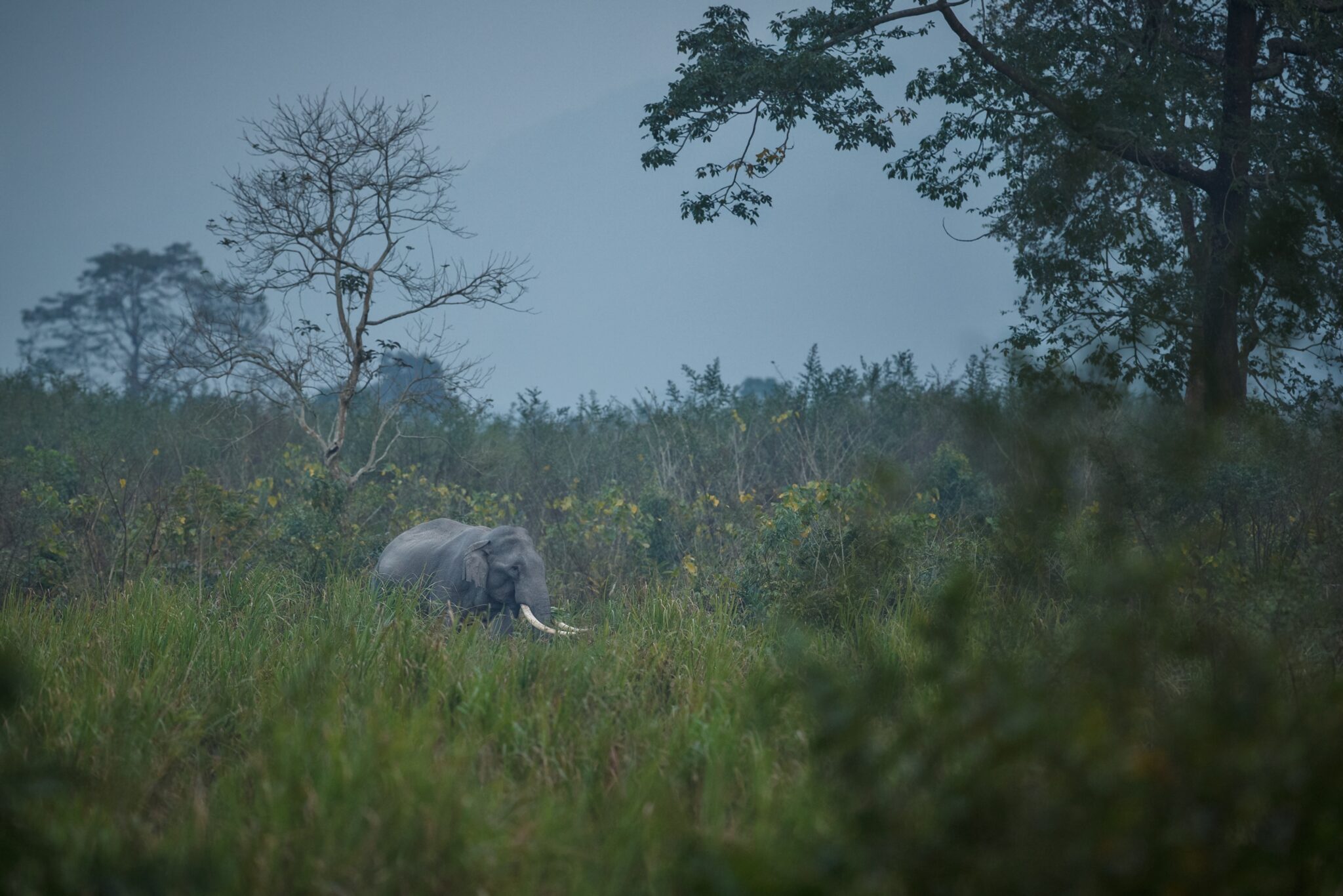 काजीरंगा राष्ट्रीय उद्यान 7 wild-indian-elephant-male-with-nature-habitat-northern-india